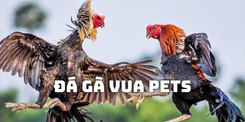 Chiêm ngưỡng các s game đá gà hấp dẫn có mặt tại Vua Pets