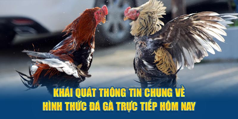 Khái quát thông tin chung về hình thức đá gà trực tiếp hôm nay