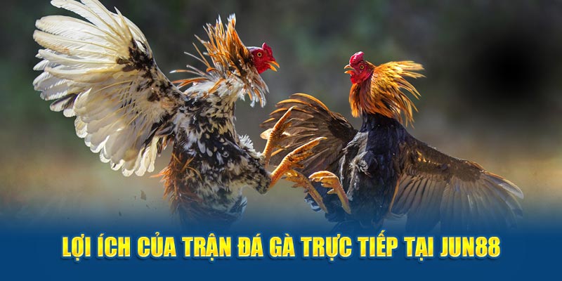 Lợi ích của trận đá gà trực tiếp tại Vua Pets