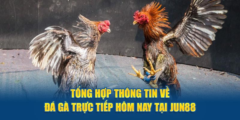 đá gà trực tiếp hôm nay