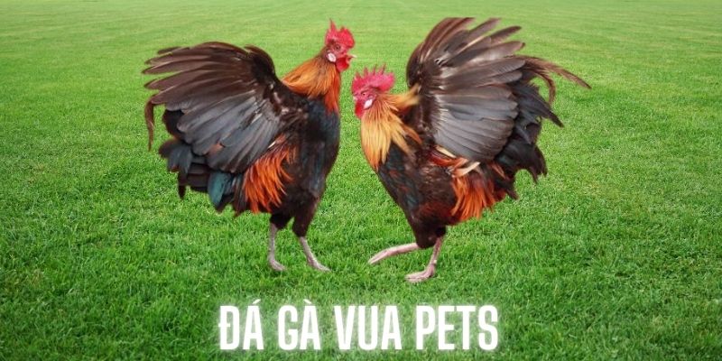 Tìm hiểu tổng quan về đá gà Vua Pets siêu đẳng cấp