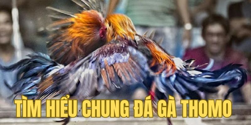 Tìm hiểu những thông tin chính về đá gà Thomo