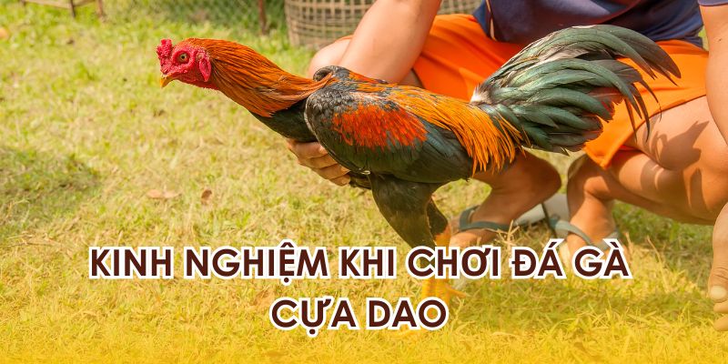 Những điểm cần lưu ý khi chơi đá gà cựa dao là gì?