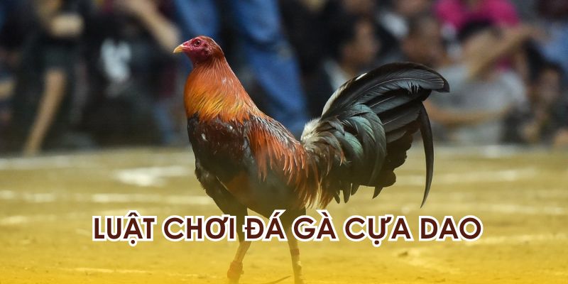 Các quy định luật lệ khi chơi đá gà cựa dao là gì