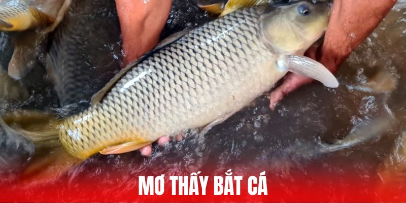 mơ thấy bắt cá