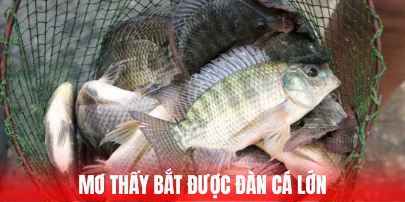 Mơ bắt được cá đàn cá điềm báo tích cực